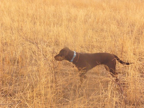 Brindle Labrador Retrievers Tora and Maia Hunting Brindle Labrador Retrievers Tora and Maia Hunting