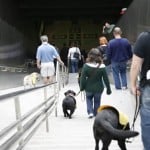 Dog Training Career Dog Training Career