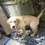 Guide Dog Poo