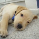 Rejected Guide Dog