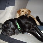 Derby and Stetson