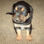 Black and Tan Lab Puppy Black and Tan Lab Puppy