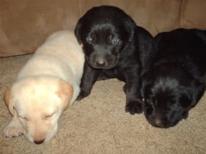Black and Yellow Lab Puppies Black and Yellow Lab Puppies