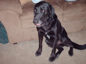 Black Lab Black Lab