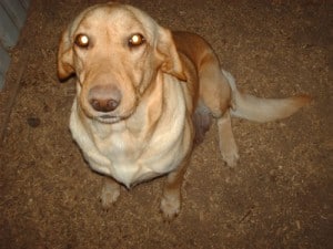 Yellow Lab Yellow Lab