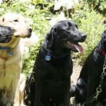 Dog Training Tips