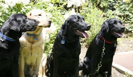 Dog Training Tips Dog Training Tips