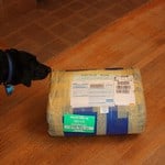 Drug Sniffing Dog