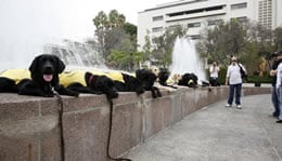 Guide Dog Line Up