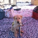 Derby Puppy Career Change