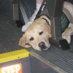 Puppy In Bus Puppy In Bus