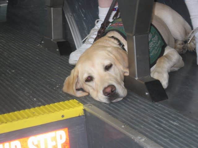 Puppy In Bus Puppy In Bus