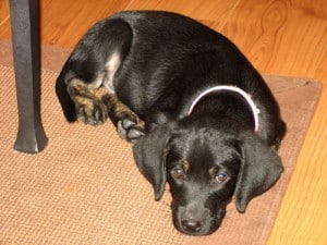 Brindle Labrador - Daisy