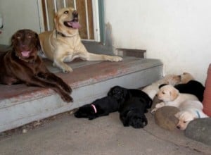 Black and Tan Labs - Daisy