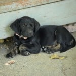 Brindle Lab
