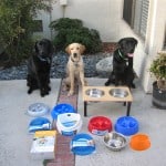 Dog Bowls Dog Bowls