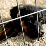 Dog Abandonment