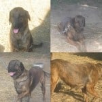 Brindle Labrador