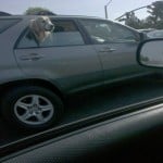 Dog Hanging Head Out Car Window Dog Hanging Head Out Car Window