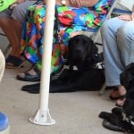 Dexter The Guide Dog Dexter The Guide Dog