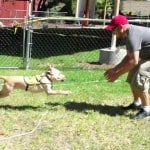 Guide Dog Obedience Training