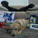 Doggy Toys and The Boys
