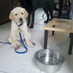 Puppy Training
