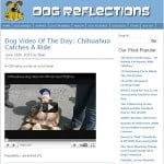 dog reflections dog reflections