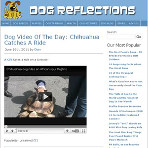dog reflections dog reflections