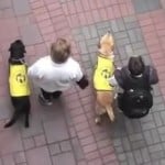 Baron-Yuki-Walking Baron-Yuki-Walking