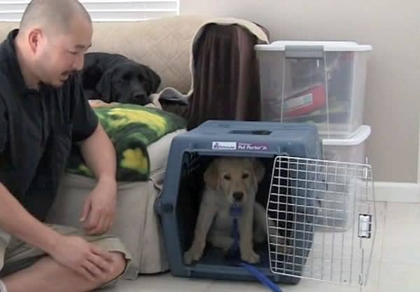 when it comes to crate training puppies each puppy is
