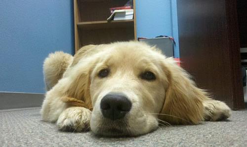 Reggie A Golden Retriever Guide Dog Puppy In Training