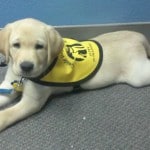 Guide Dog Puppy Guide Dog Puppy