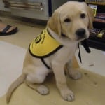 Yellow Labrador Retriever Pupppy