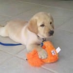 Yellow Labrador Retriever