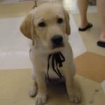 Dublin Puppy In Training