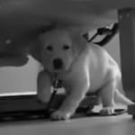 Black and White Lab Puppy