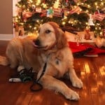 Reindeer Antlers For Dogs Reindeer Antlers For Dogs