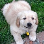 Golden Retriever Puppy - Apache Golden Retriever Puppy - Apache