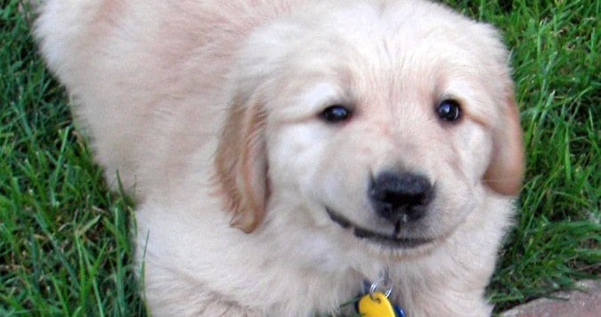 Wordlesss Wednesday – Apache, A Guide Dog Puppy In Training Apache, A Guide Dog Puppy In Training
