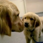 Golden Retriever Puppies - Einstein and Apache