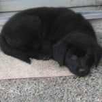 aussie-puppy