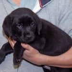 Bringing Home A Puppy Bringing Home A Puppy