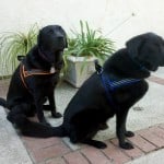 Comfortflex Sport Harness