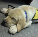dog training checklist dog training checklist