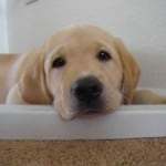 How Long Do Dogs Live