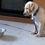 how often feed puppy how often feed puppy