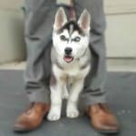 How To House Train A Puppy