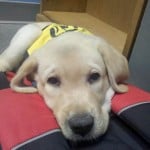 New Puppy