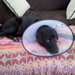 Puppy Health Problems Puppy Health Problems